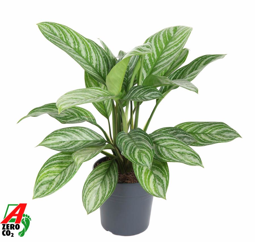 Aglaonema Stripe, D 19