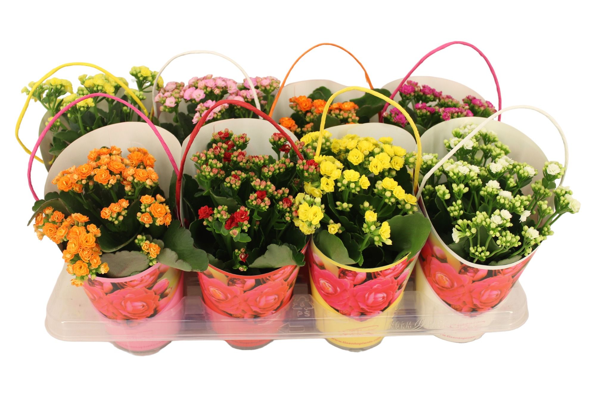 Calandiva 12 cm - Cadeaucover Bucket, D 12