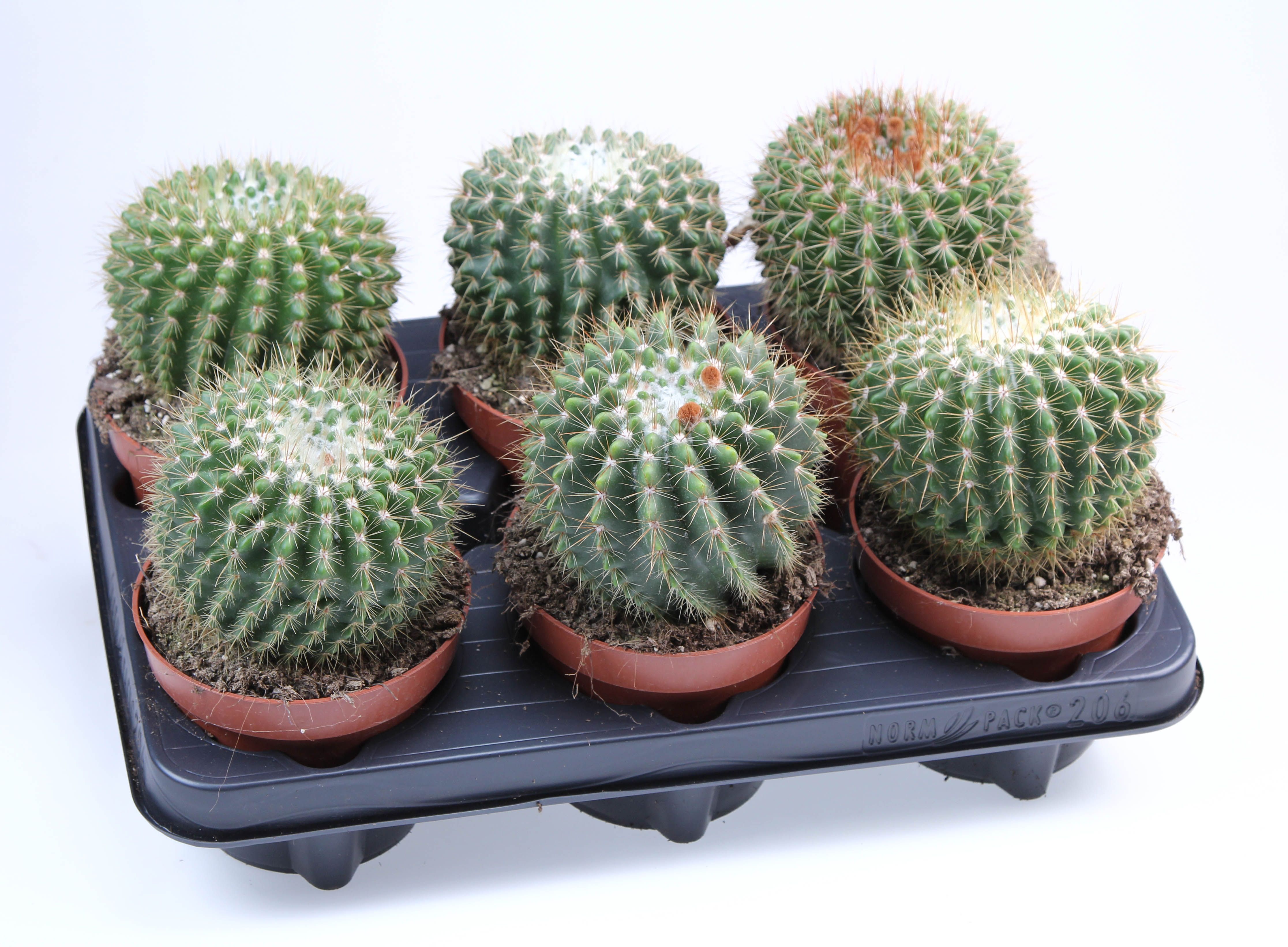 Notocactus Roseoluteus, D 12