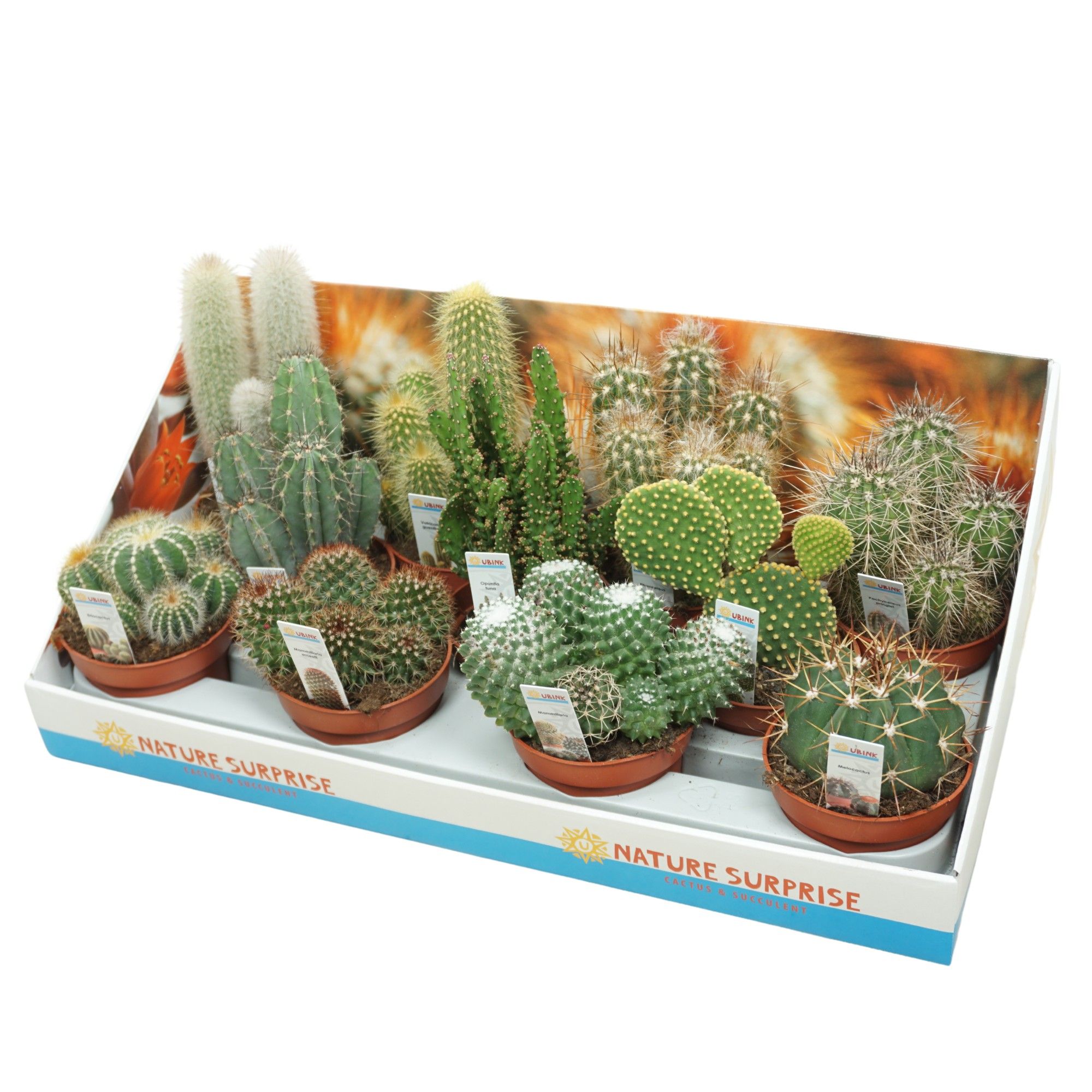 Cactus mix 10,5 cm met foto etiket in presentatiedoos, D 10,5
