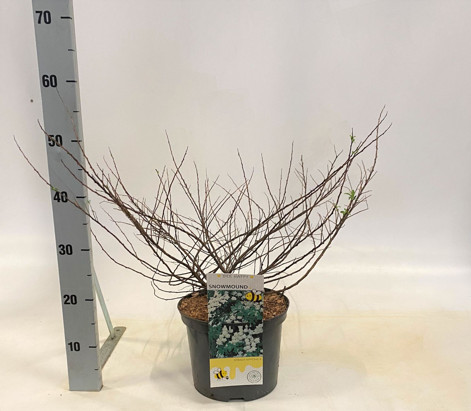 Spiraea nipponica Snowmound, D 23