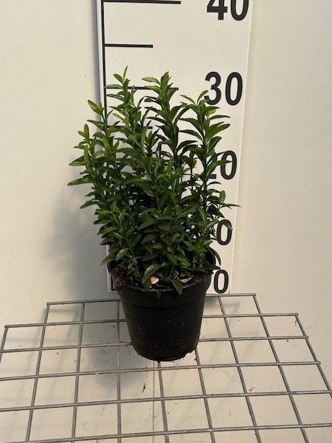 771 LDW : Pot 13 cm EUONYMUS GREEN SPIRE, D 13