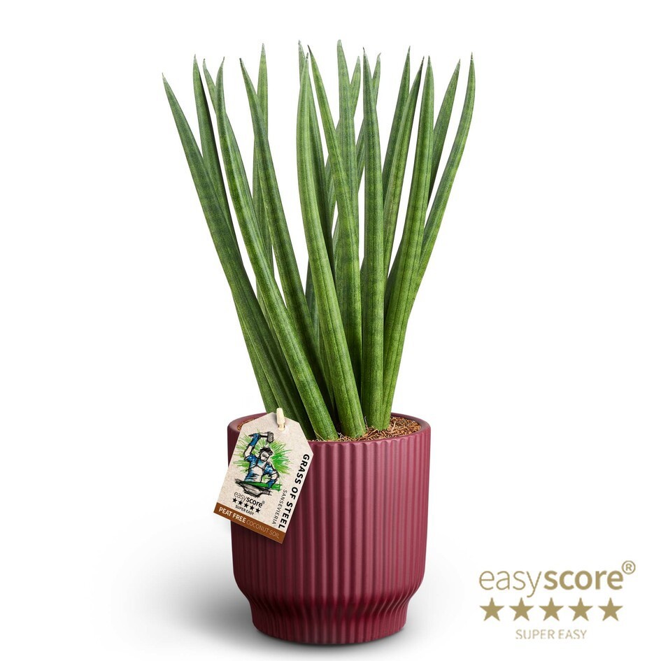 Nordic Aubergine, Sansevieria cylindrica ´Spaghetti´, D 12