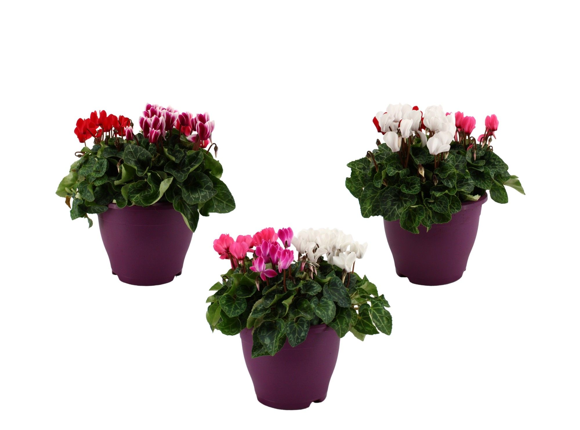 Cyclamen karnaval in 19 cm terras pot, D 19