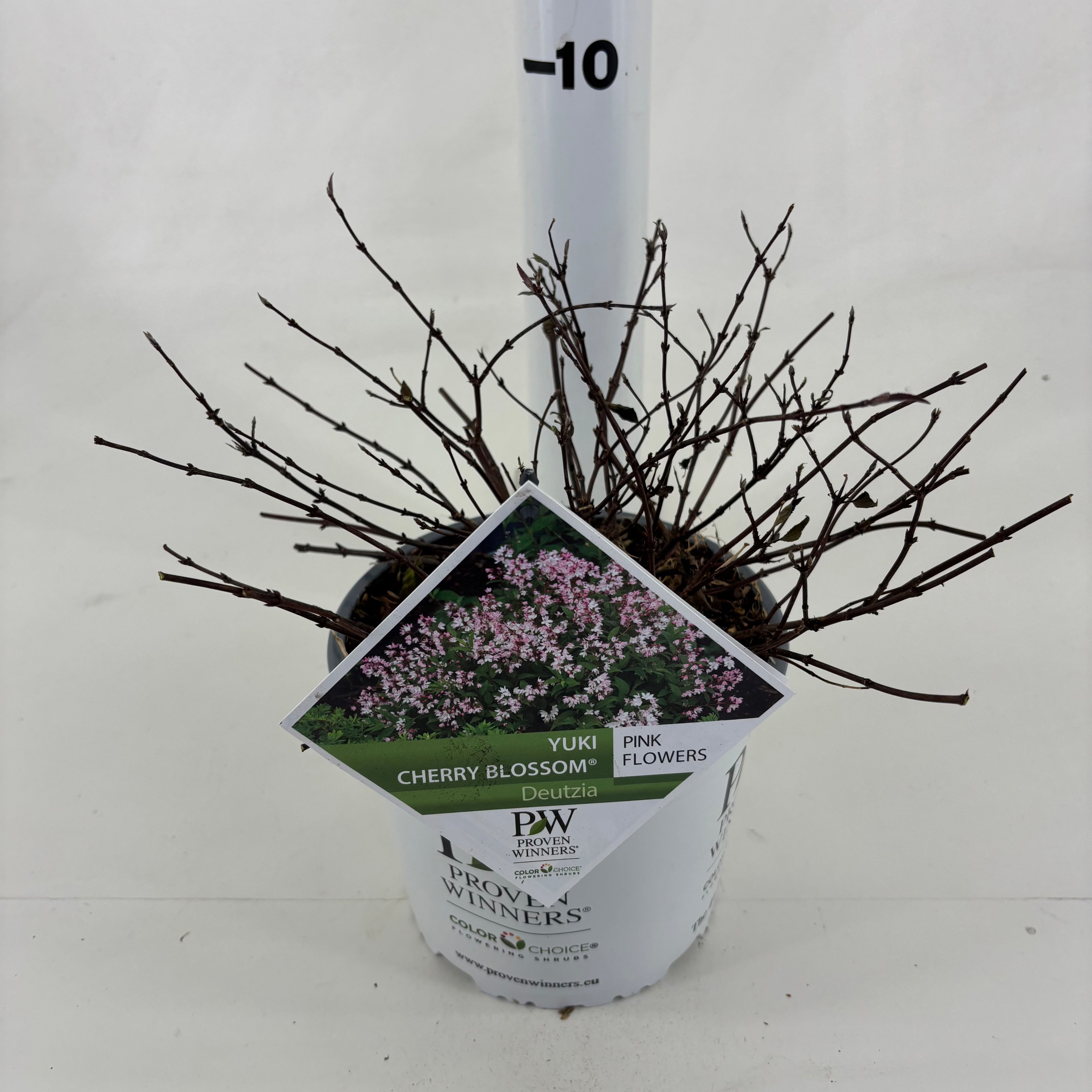 Deutzia 'NCDX2' Yuki Cherry Blossom ®, D 19