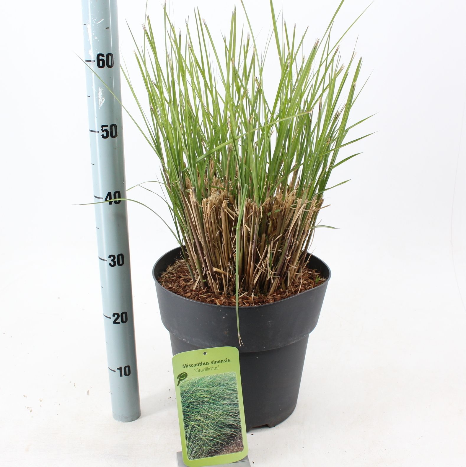 Miscanthus sin. 'Gracillimus', D 29