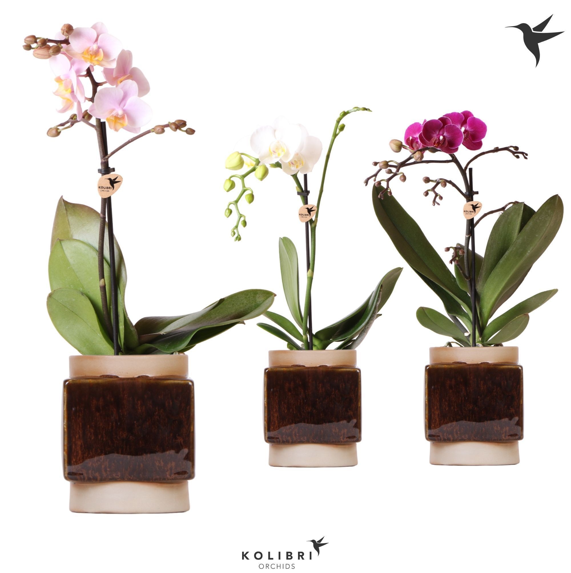 Kolibri Orchids Phalaenopsis Mix 1 spike in Classy Cube pot, D 9