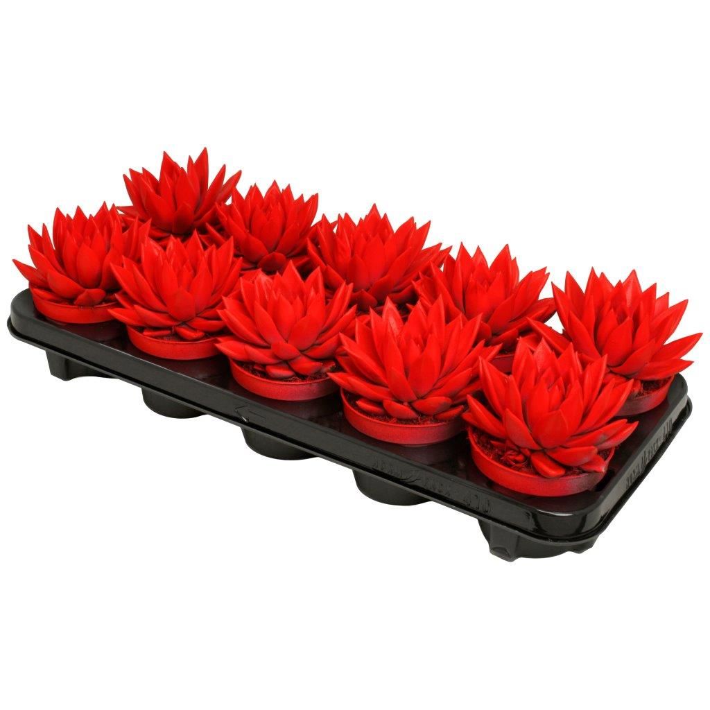 Miranda coloured neon red, D 10,5