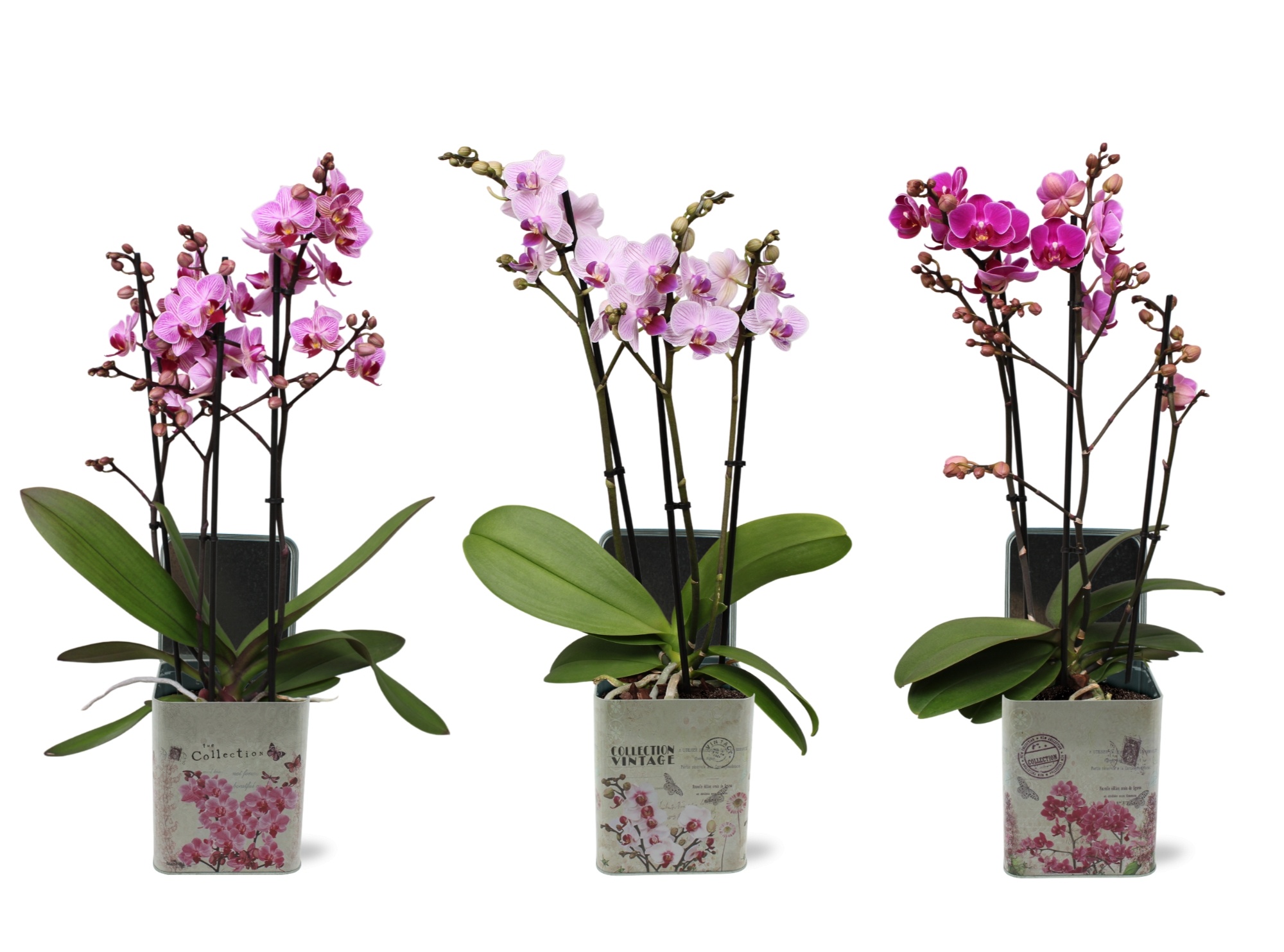 Phal. Multi 3-tak mix in BGC179 Blik Orchidee, D 12