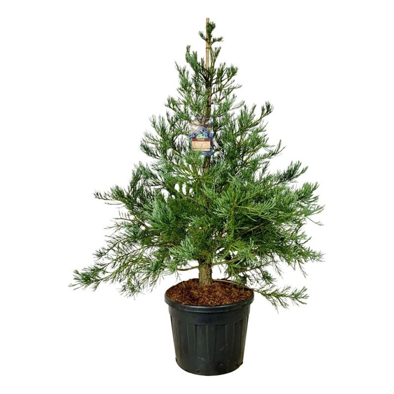 Sequoiadendron g. 'H. Mammoth One', D 60