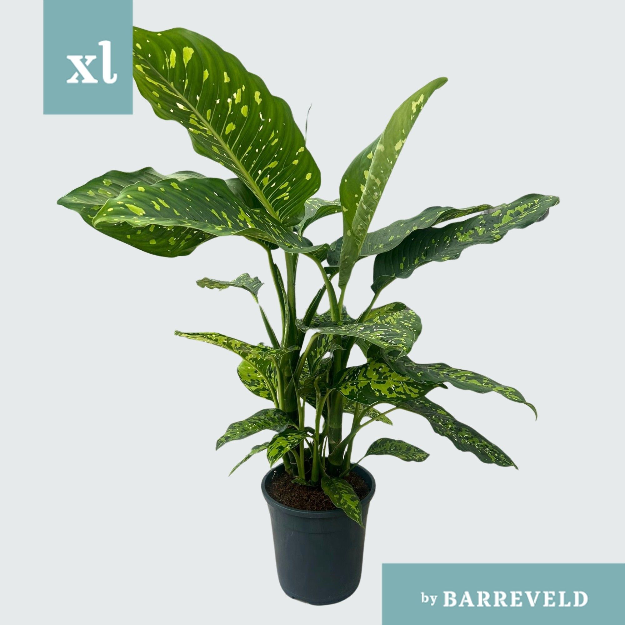 Dieffenbachia Spotty, D 24