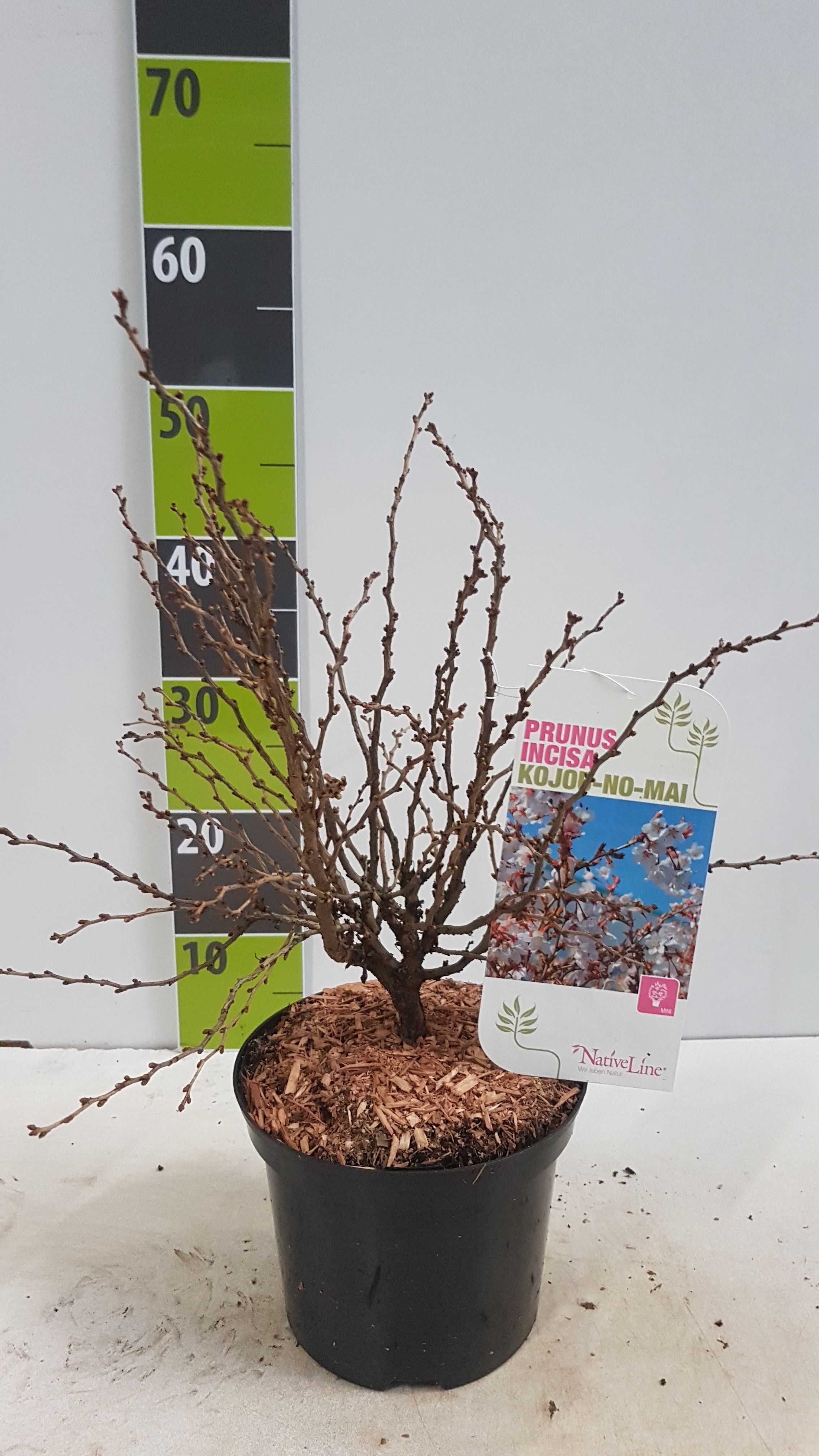 Prunus incisa 'Kojou-no-mai' C 3, D 19