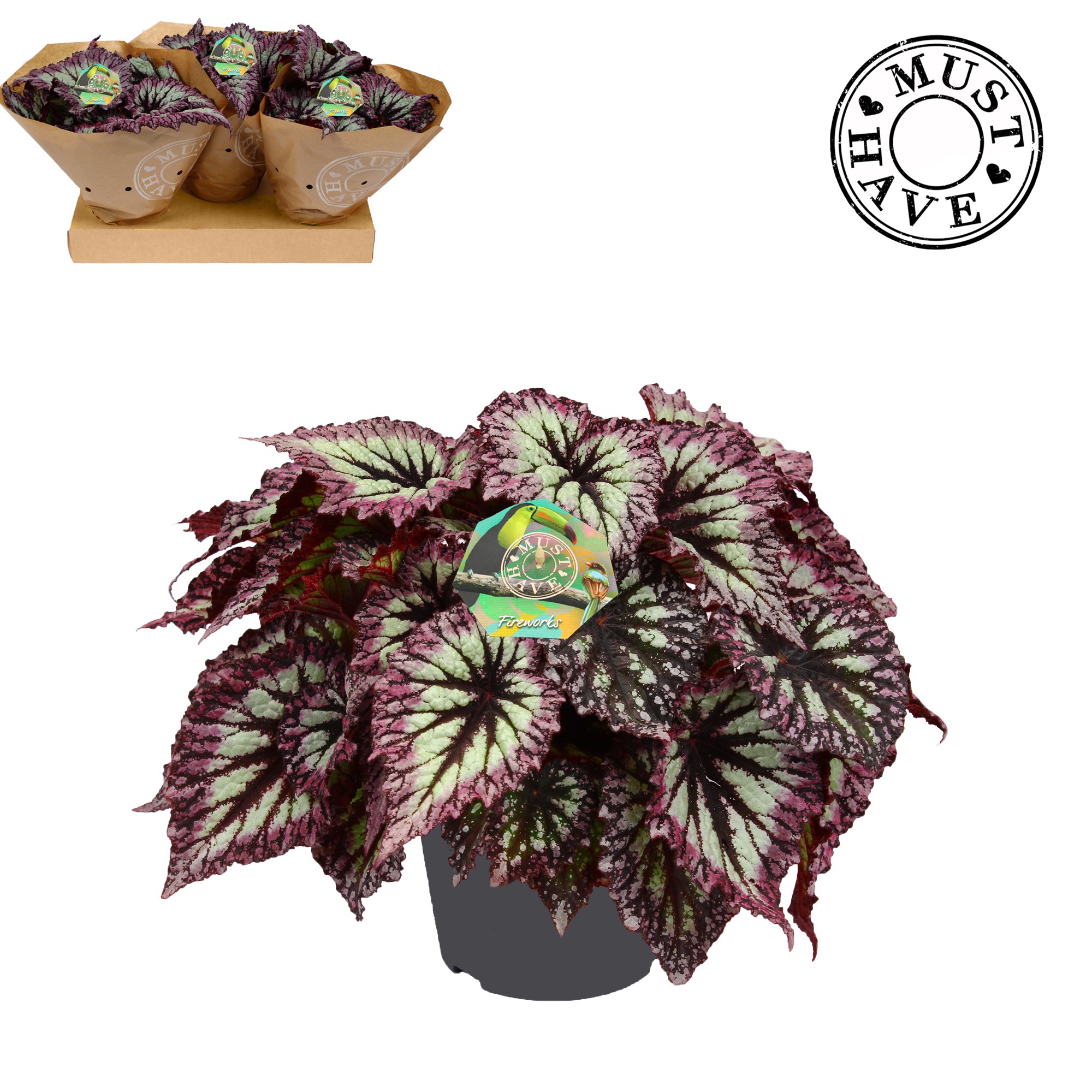 Bladbegonia Rex Fireworks Must Have, D 17