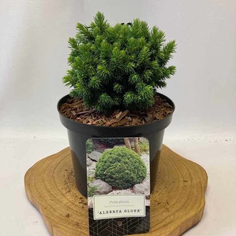 Picea gl. 'Alberta Globe', D 18
