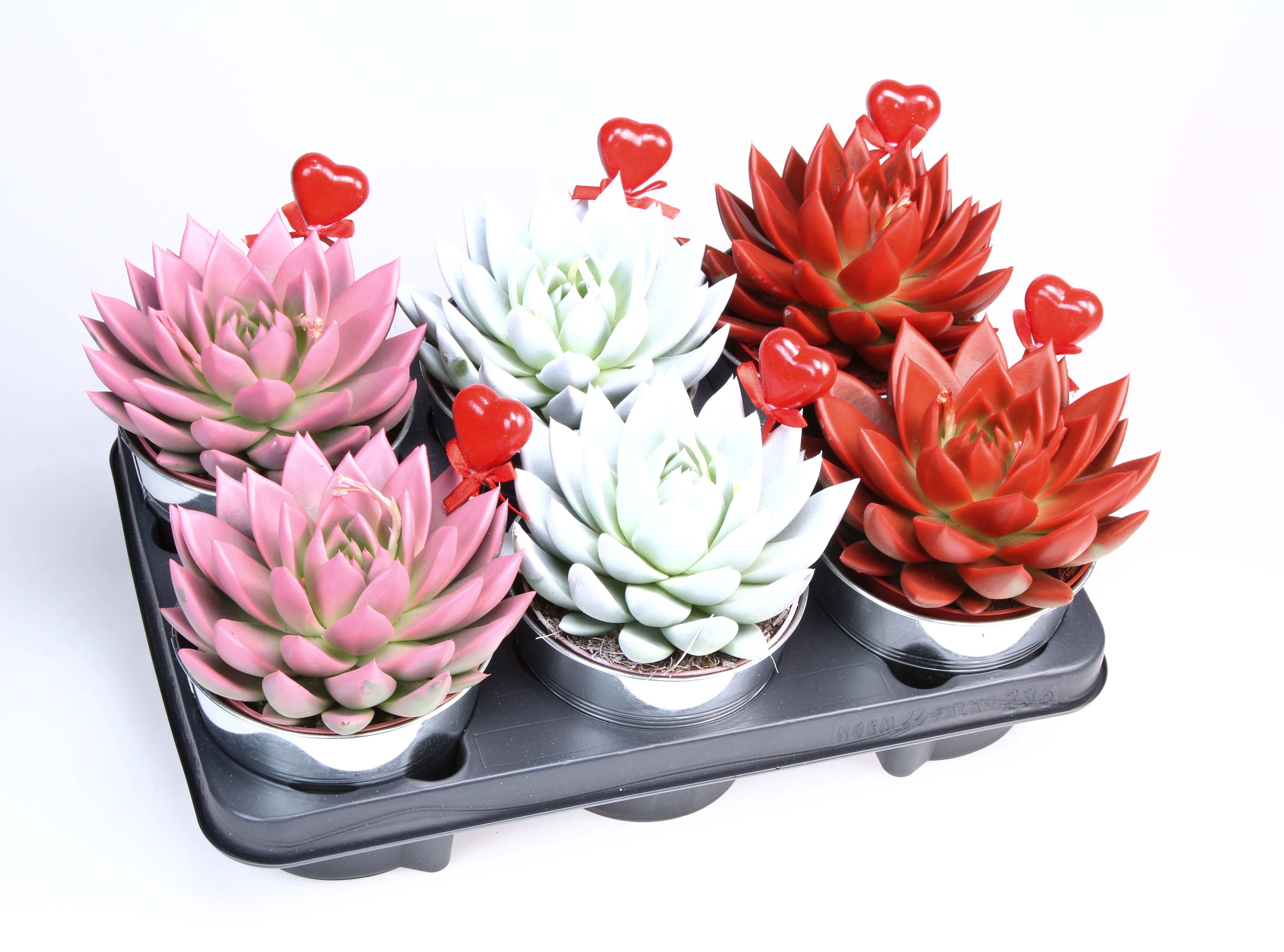 Rainbow zink+hartje, D 12