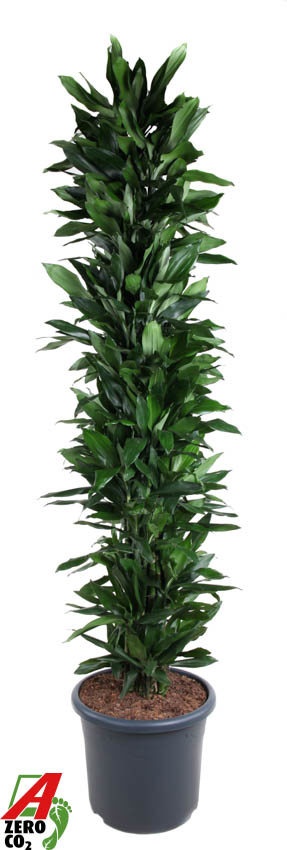 Dracaena Janet Lind vertakt P48, D 48