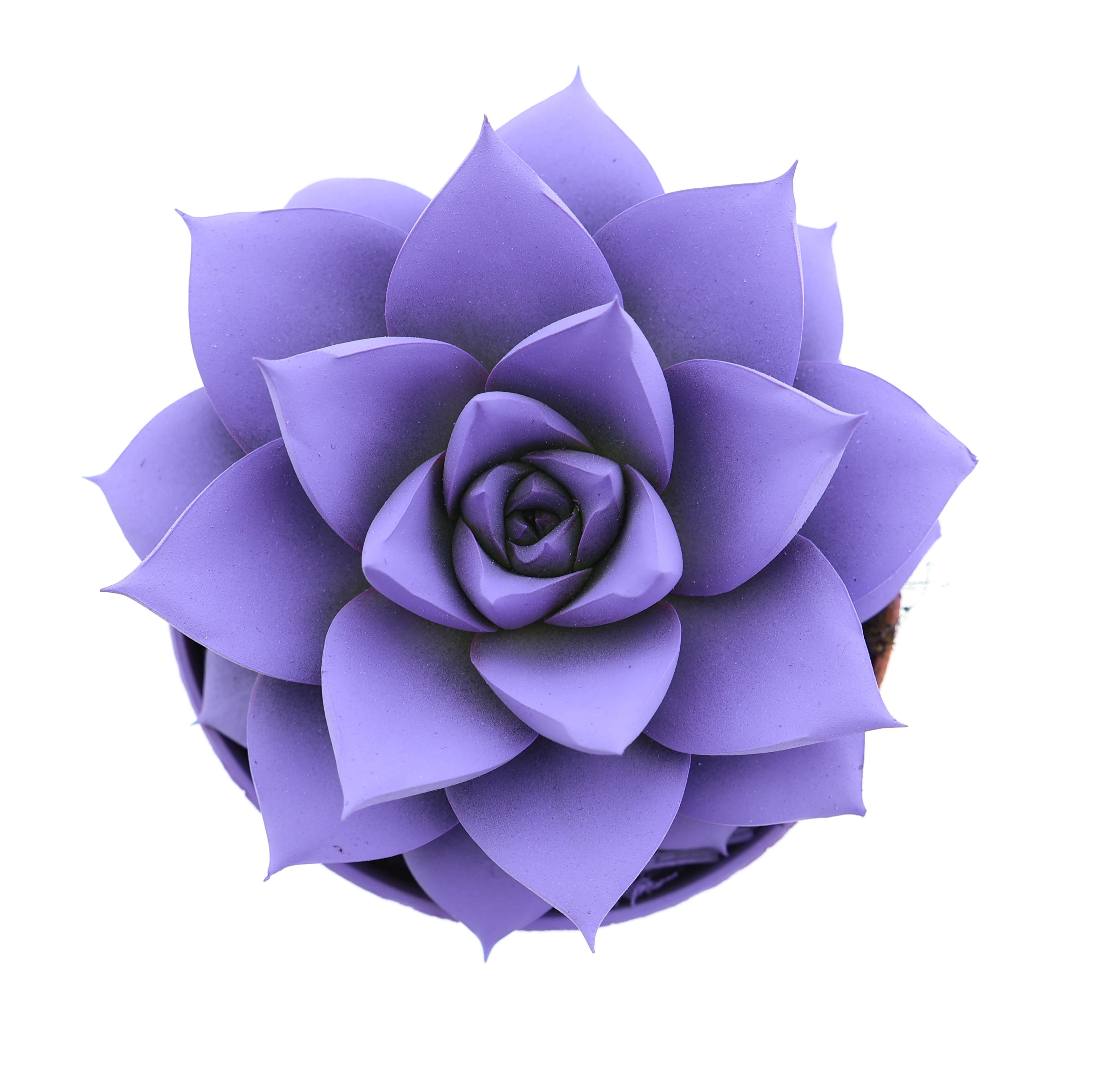 Rainbow purper dark milka, D 8,5