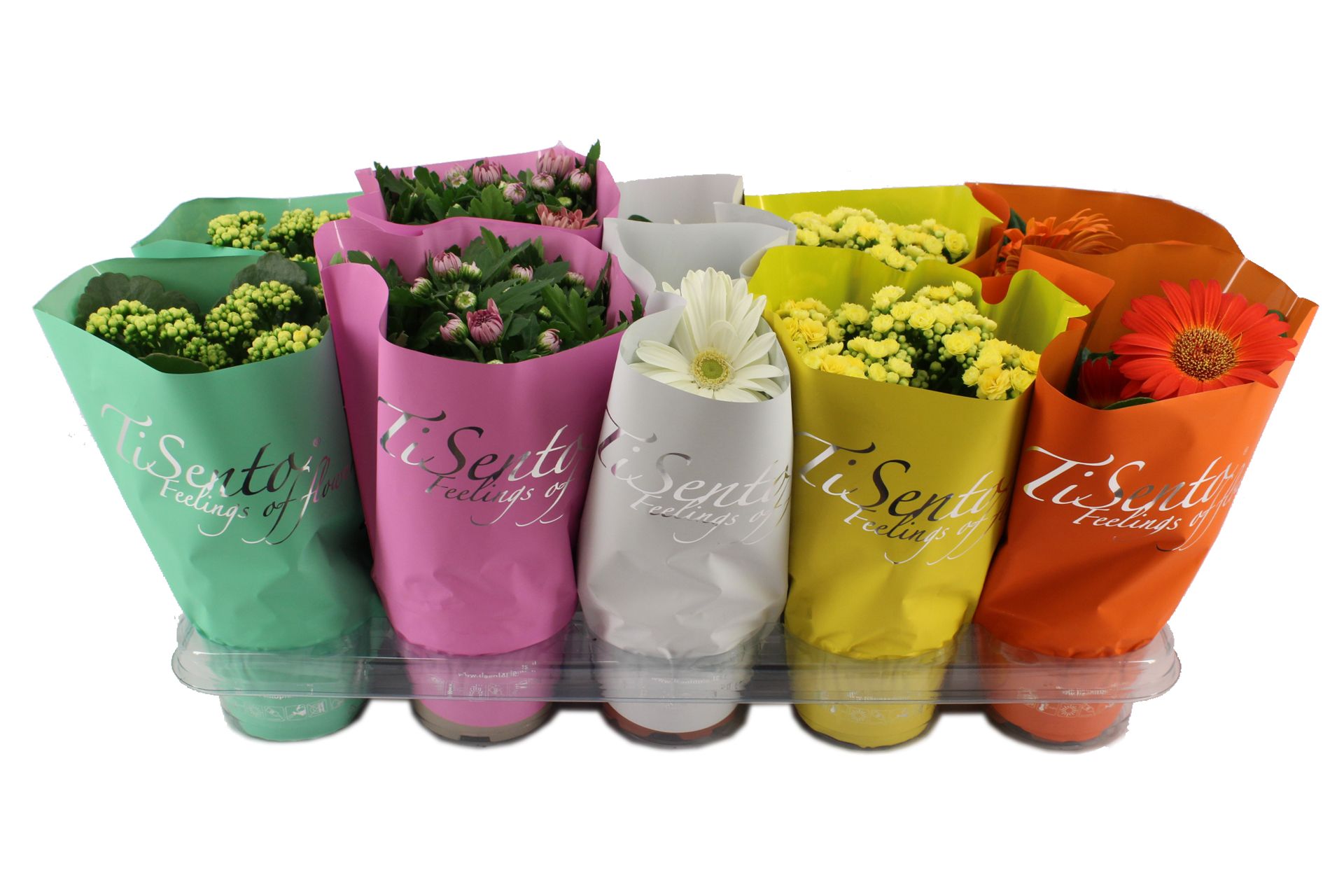 Bloeimix 12cm - Maart Mix, D 12