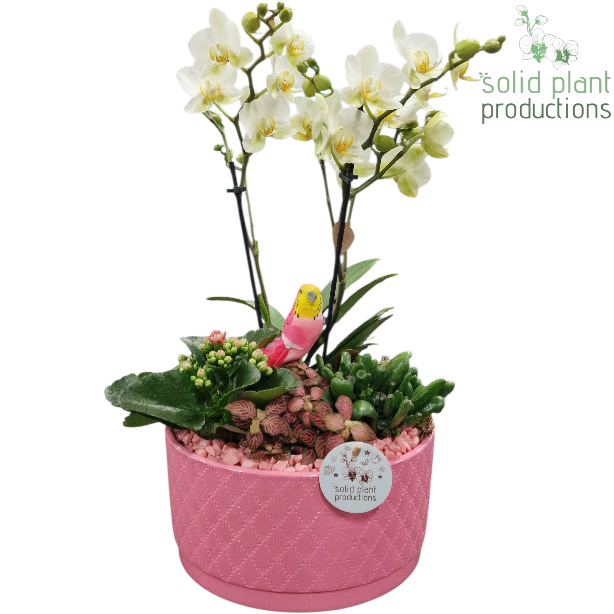 PH004 Stella Pink, D 22