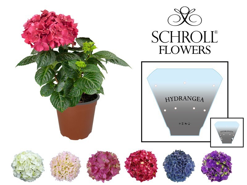 HYDRANGEA MACROPHYLLA, D 13