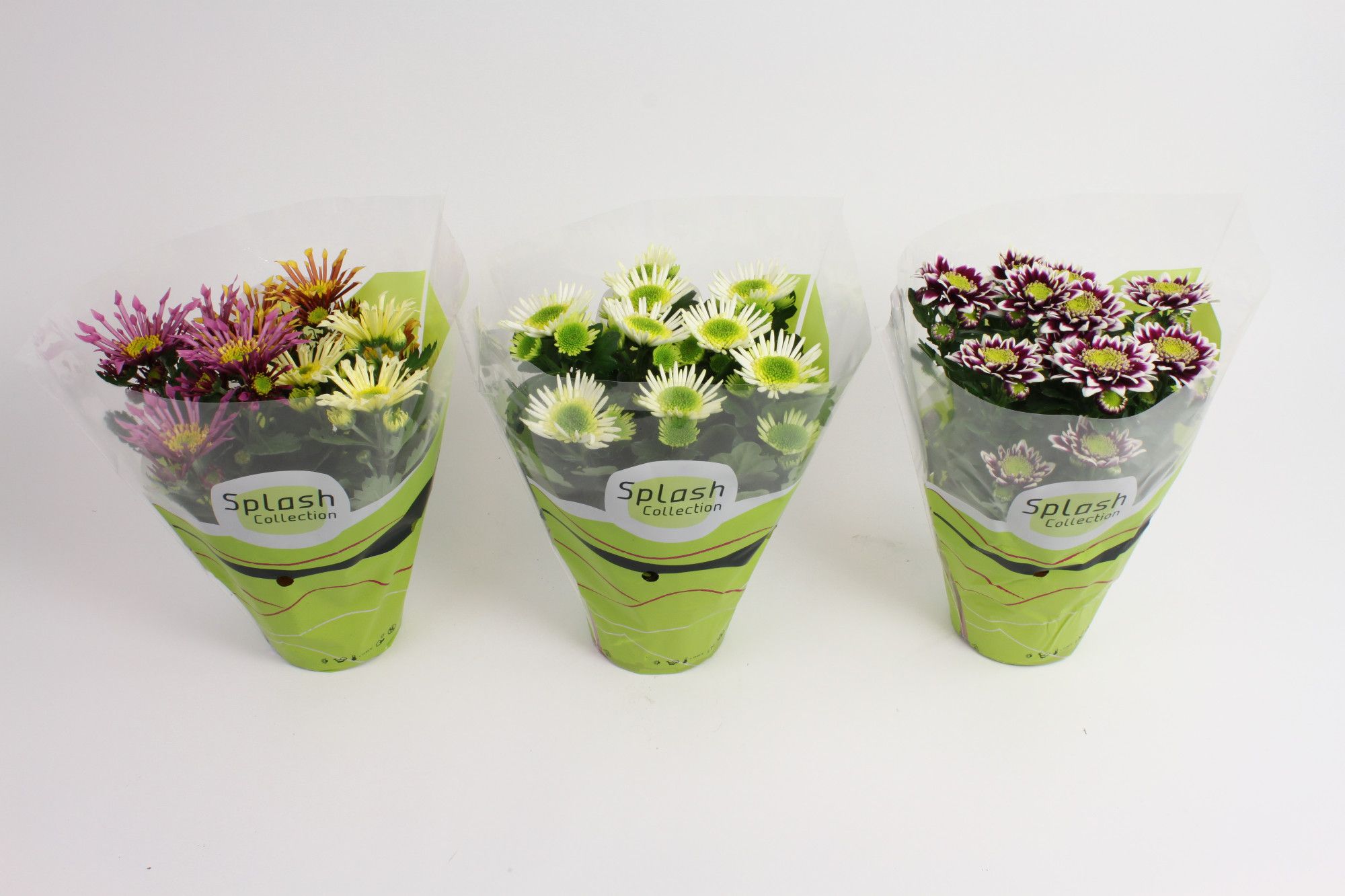 Chrysant Splash Gemengd Stadium 2, D 12