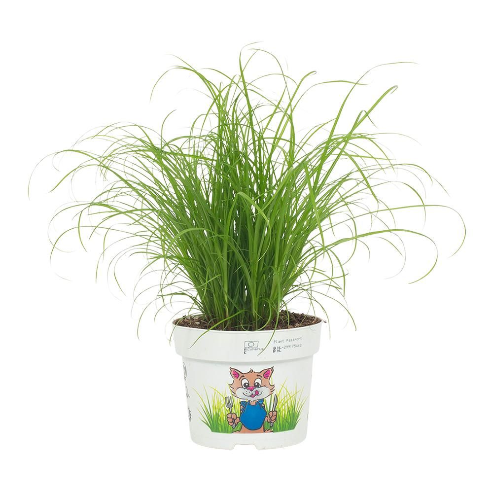 Cyperus Zumula Kattengras 12cm - Bedrukte Kweekpot, D 12