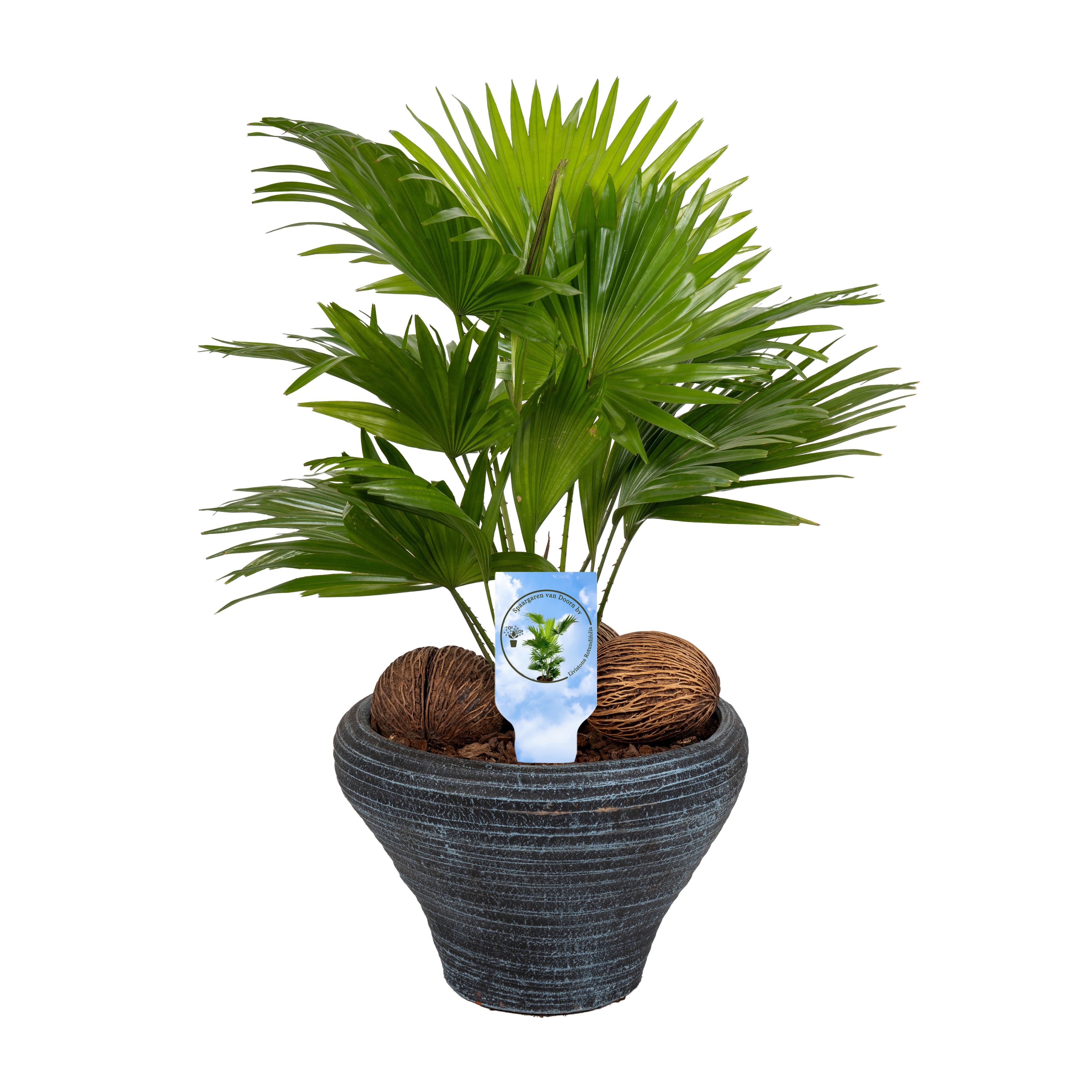 Livistona nr 6 hoedje blue Lucht Zuiverend asp, D 26