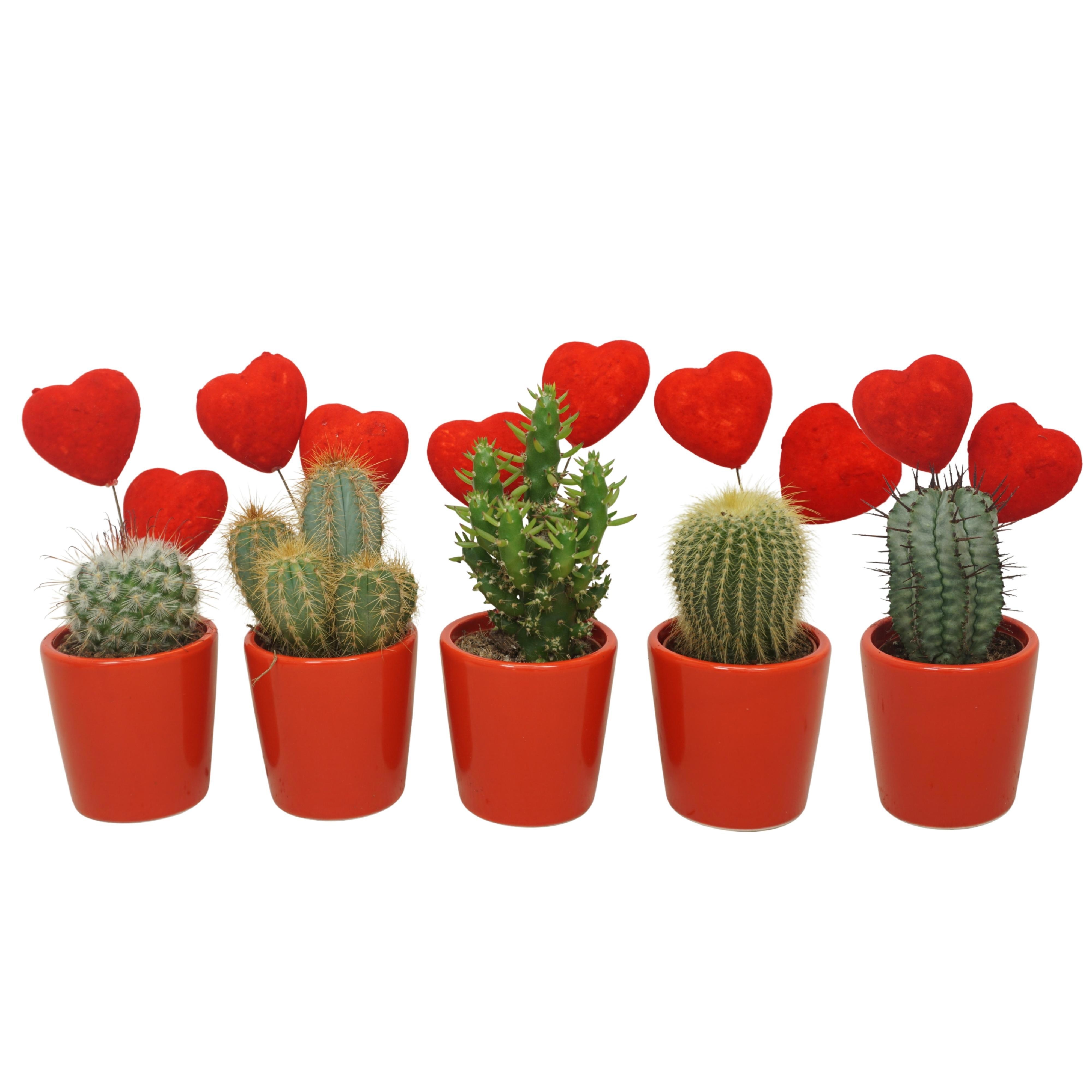 Cactus mix in 6 cm 'Rood potje' met 2 rode hartjes, D 5,5