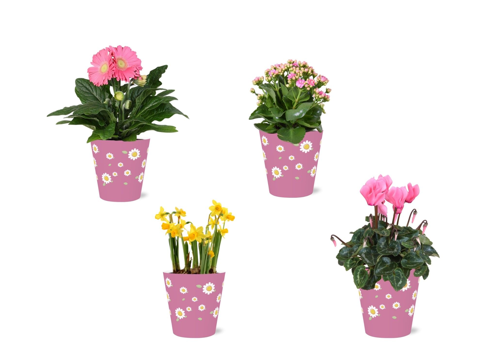 Collectie 'Craft World' Bloeimix in smartcup Madelief 4 soorten, D 12