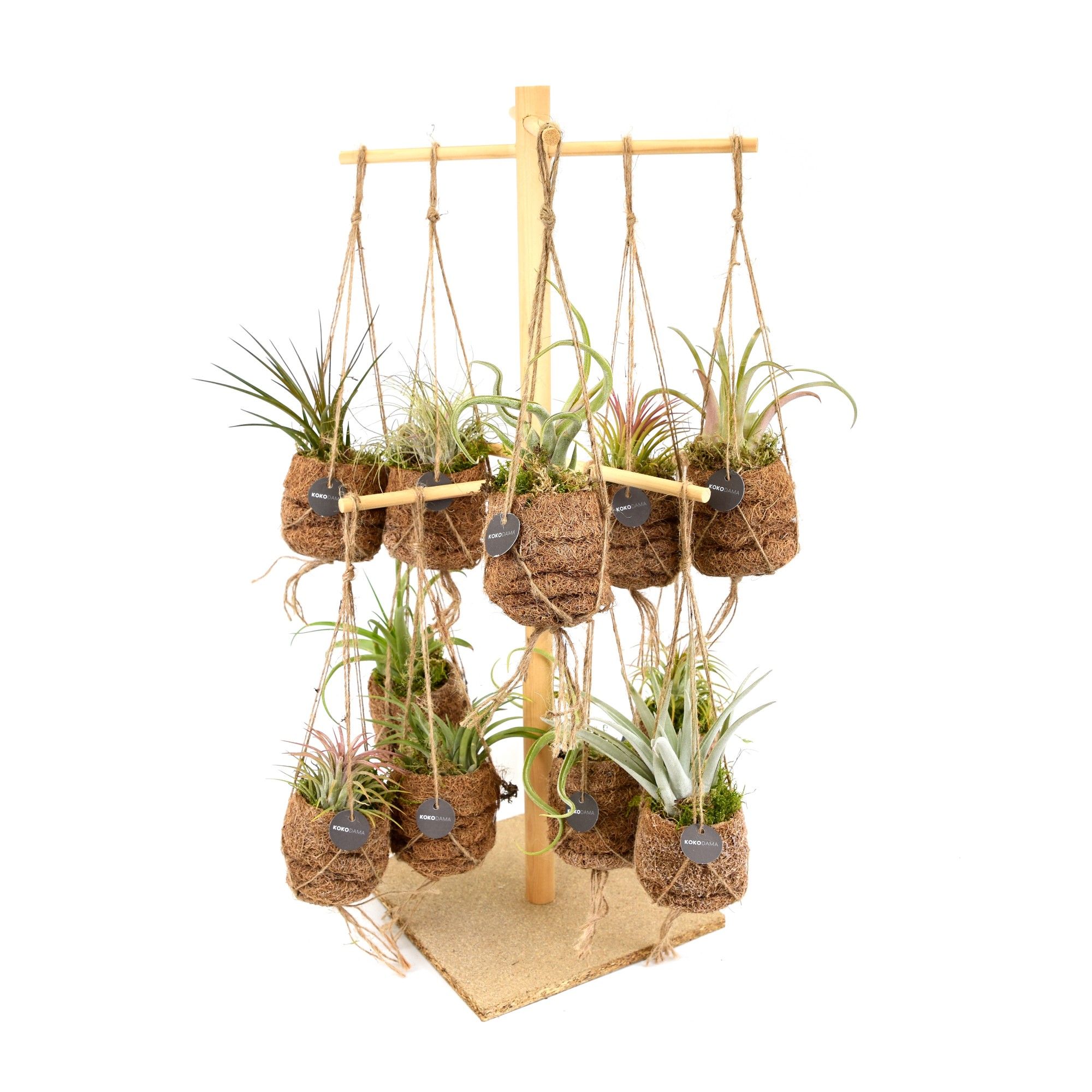 Kokodama Birdsnest 16 Display Tillandsia mix, D 7