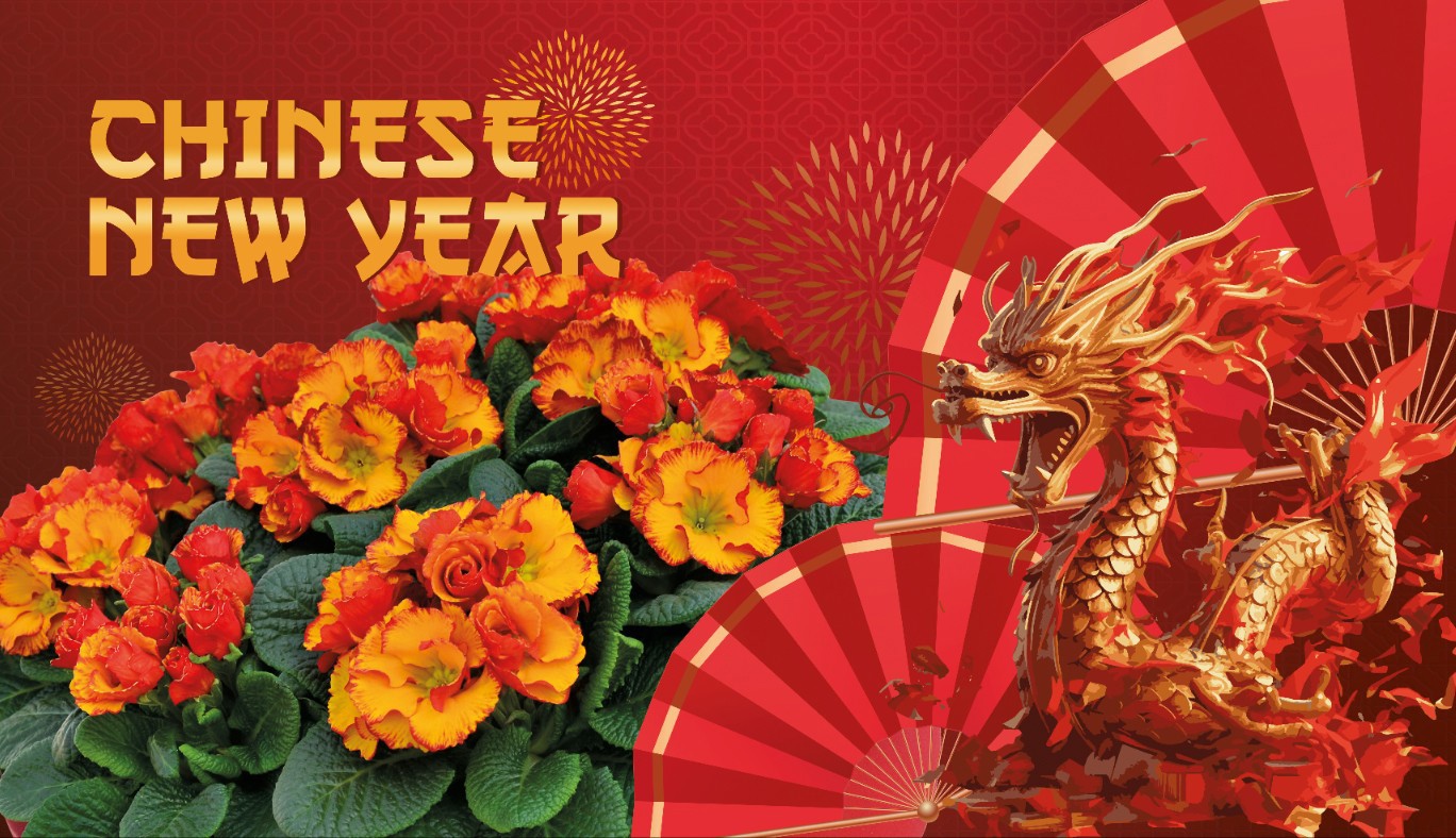 Primula ILY Specials - Chinese New Year, D 11