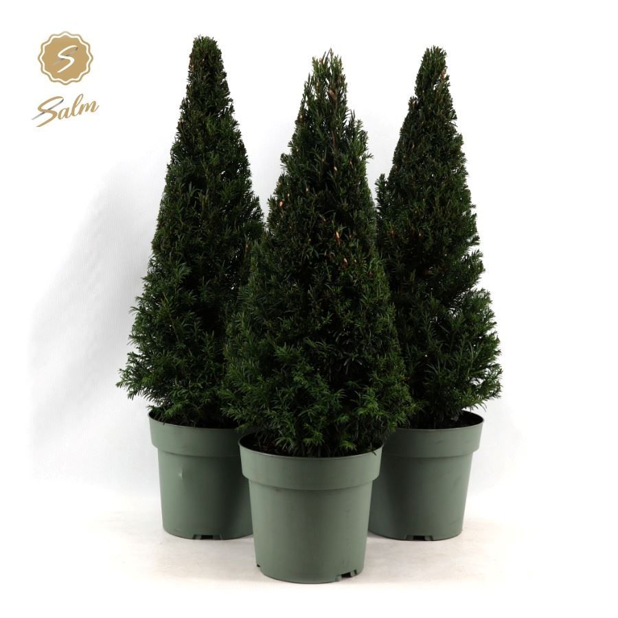 Taxus Collection Pyramid 55cm P21, D 21