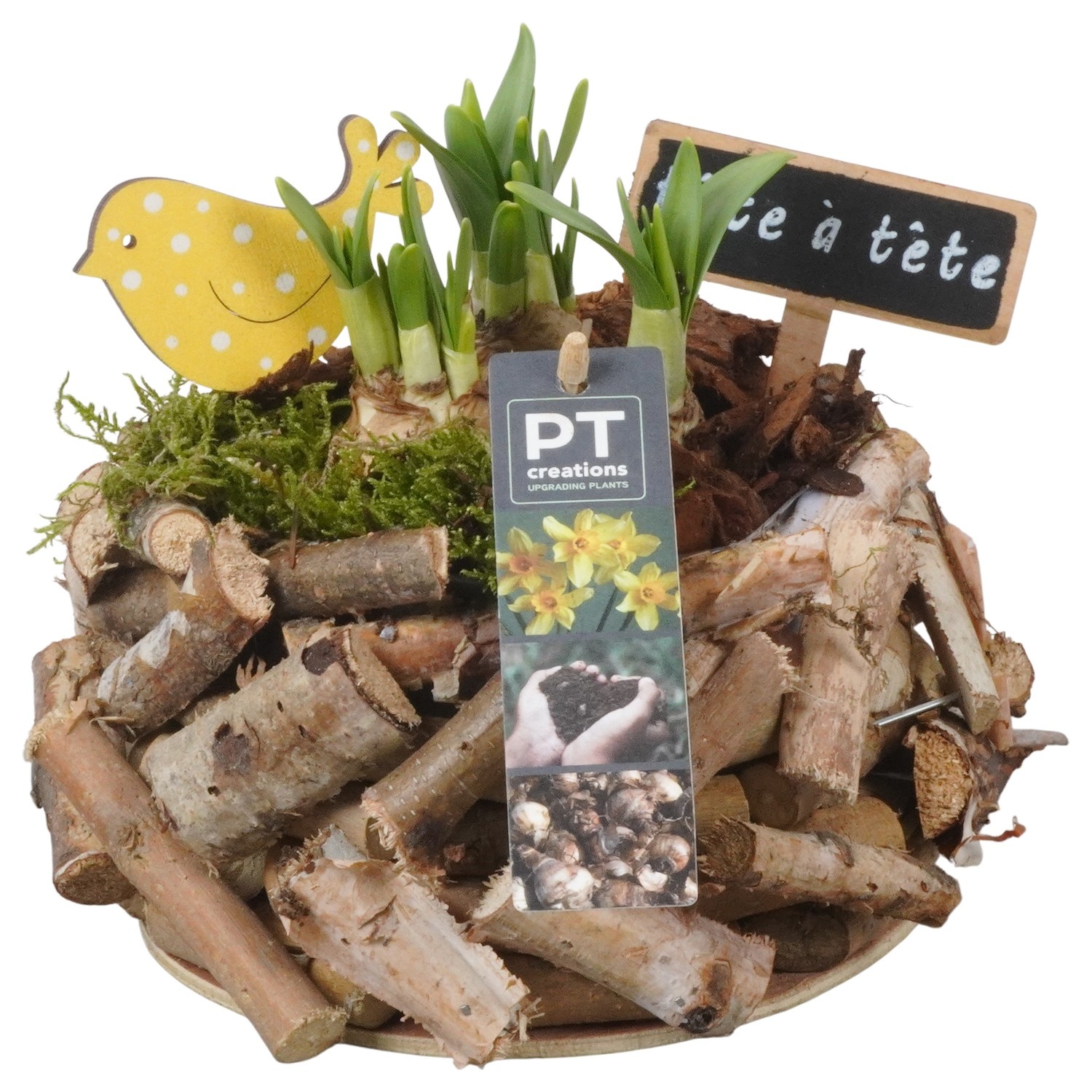 PTN8693 Arrangement Narcissus in houten bak, D 20