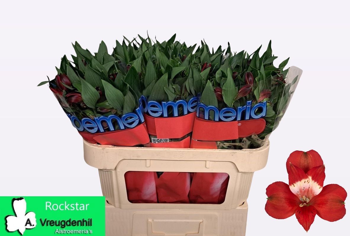 Альстромерия Рокстар (красн.), шт.