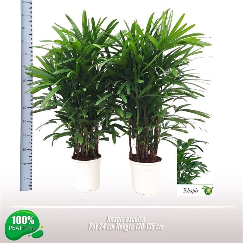 Rhapis excelsa, D 24