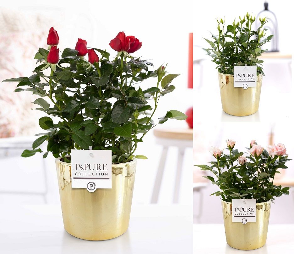 Rosa gemengd in P&PURE Laryssa ceramics shiny gold, D 12
