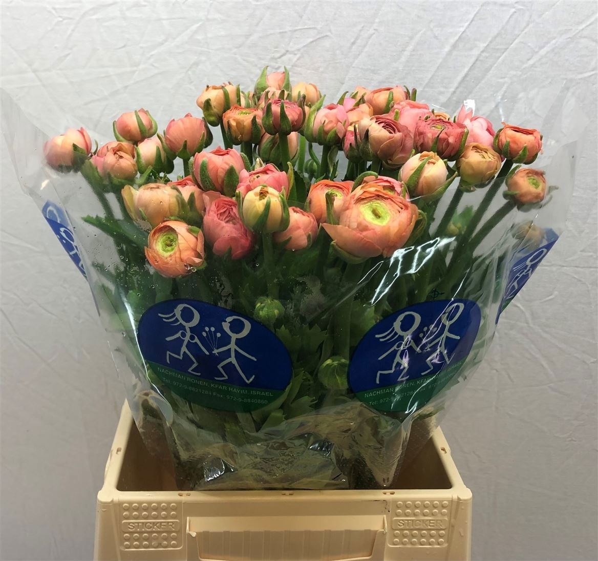 Ранункулус Элеганс Салмон 45, шт.