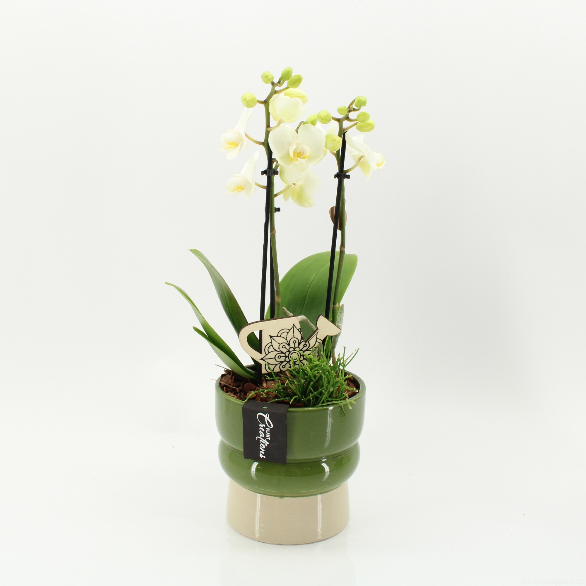 PHAL-2619W Phalaenopsis creatie, D 14
