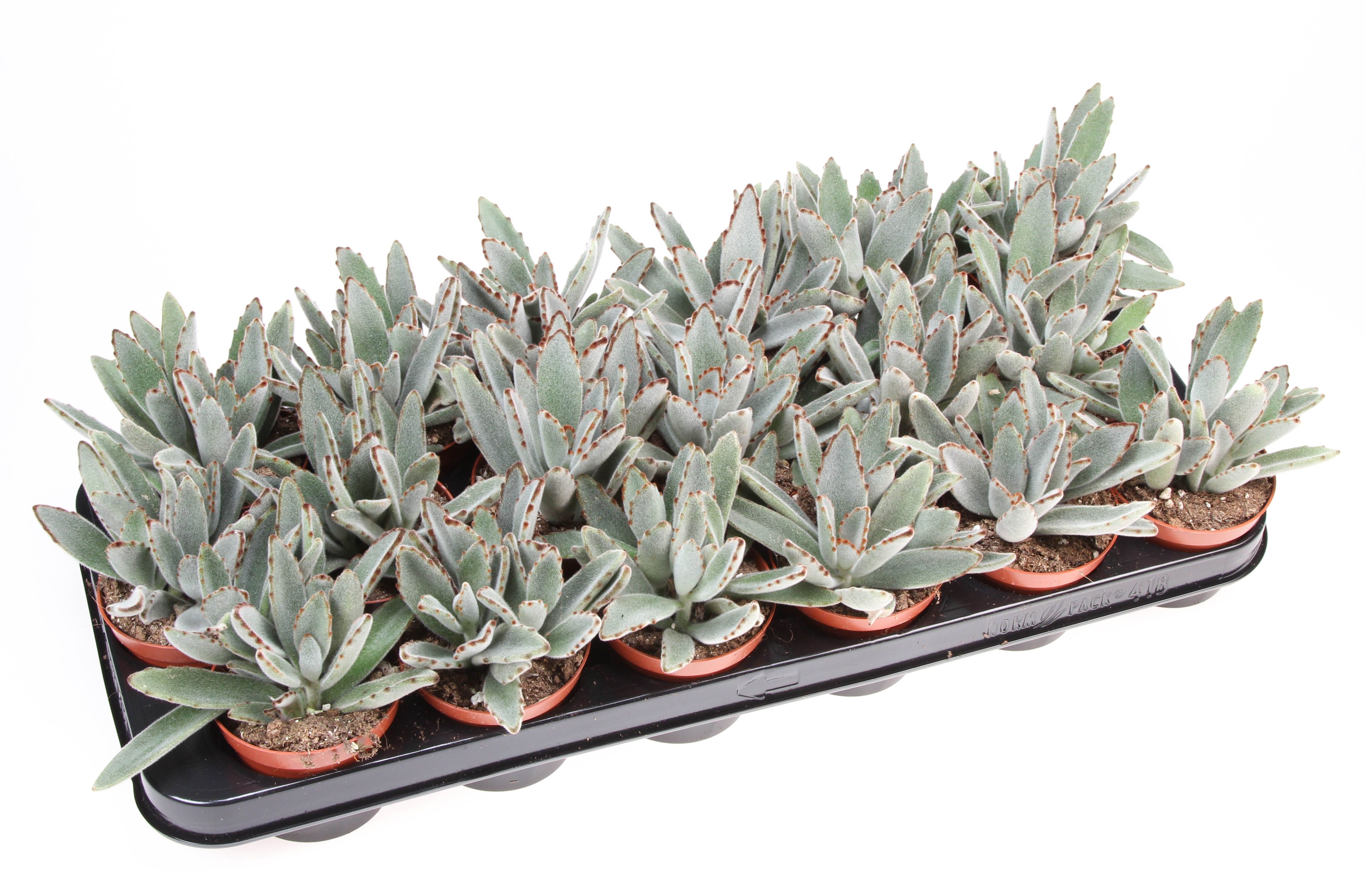 Kalanchoe Tomentosa, D 8,5