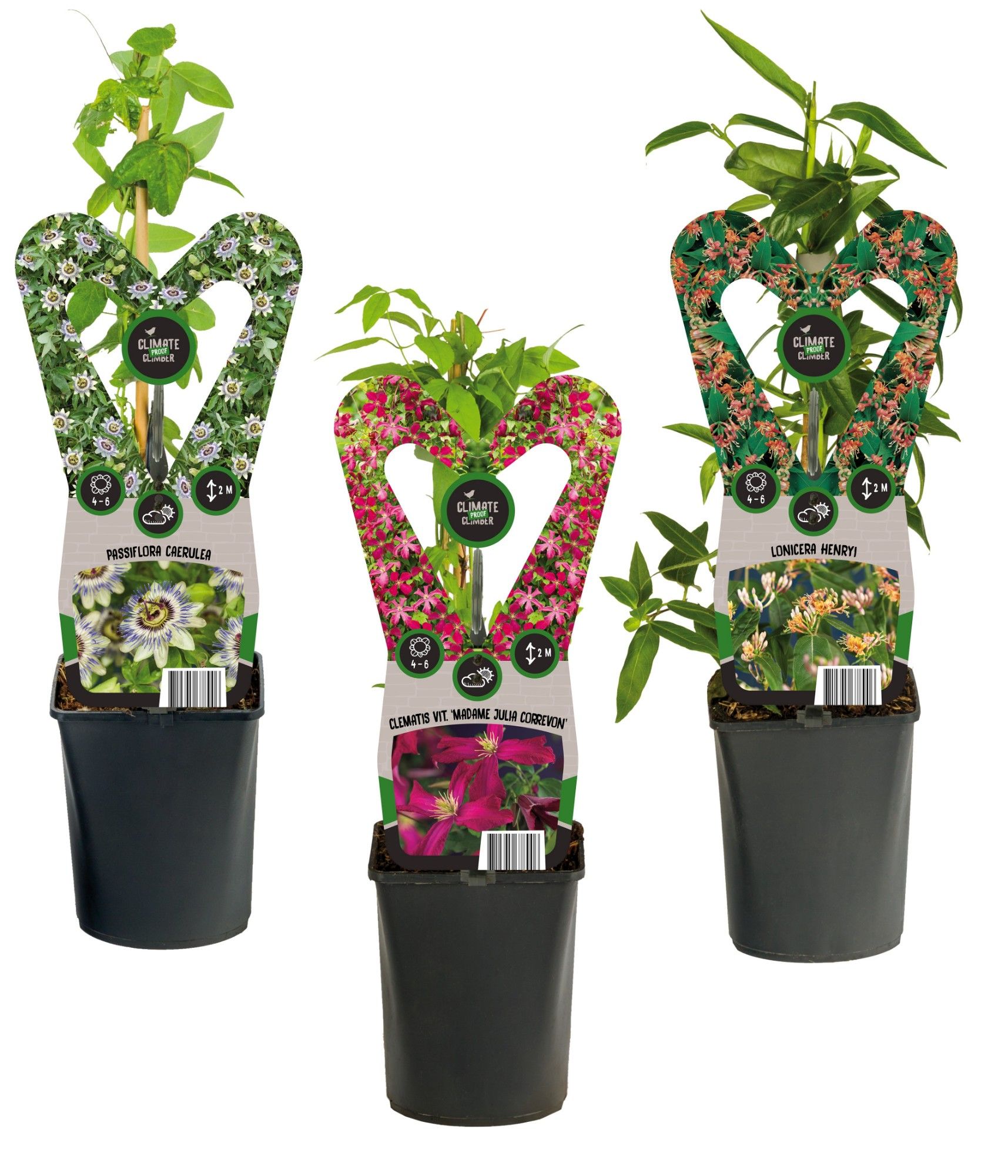 Mixtray Clematis and Climbers +3.0 label, D 11