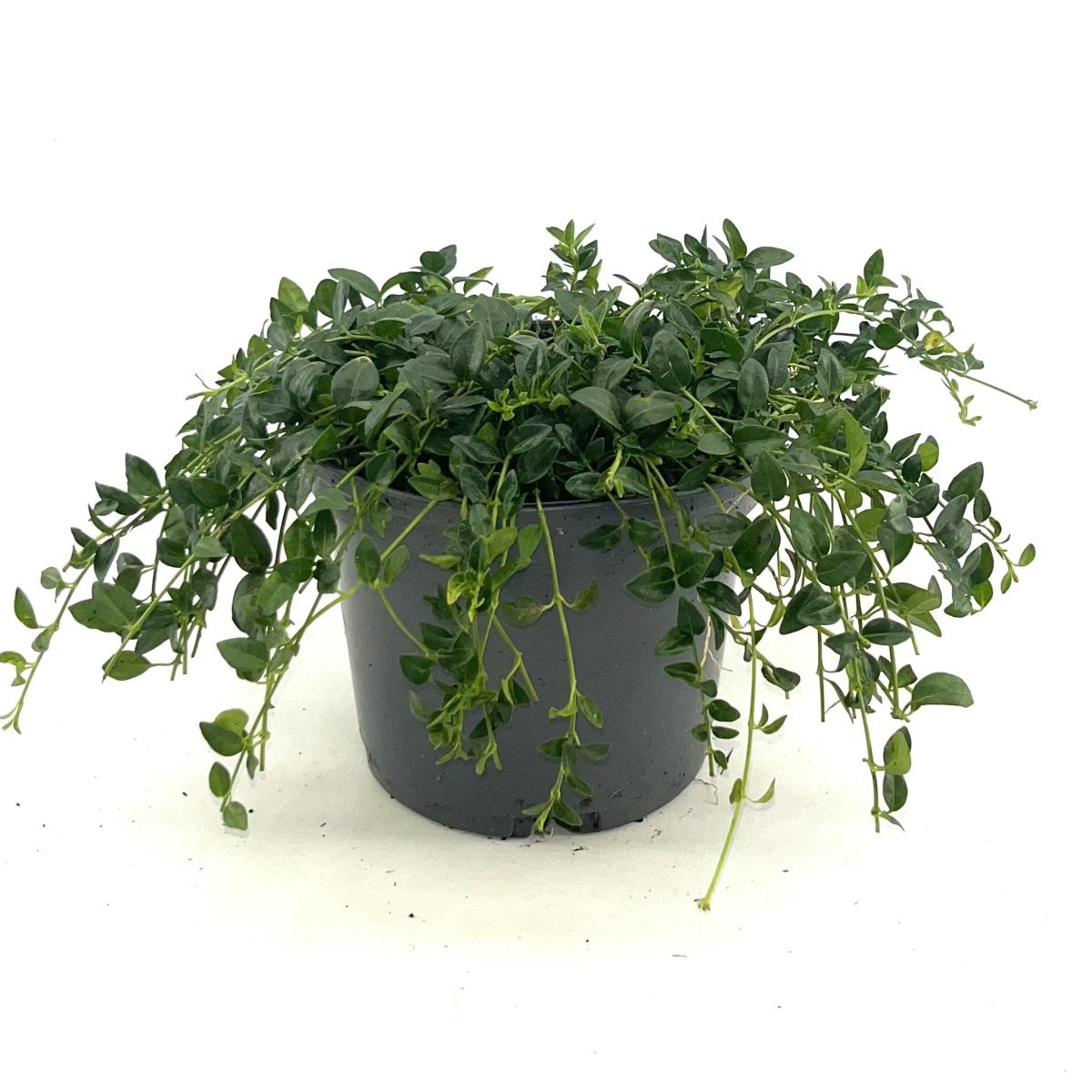 Vinca minor 'Elisa', D 17