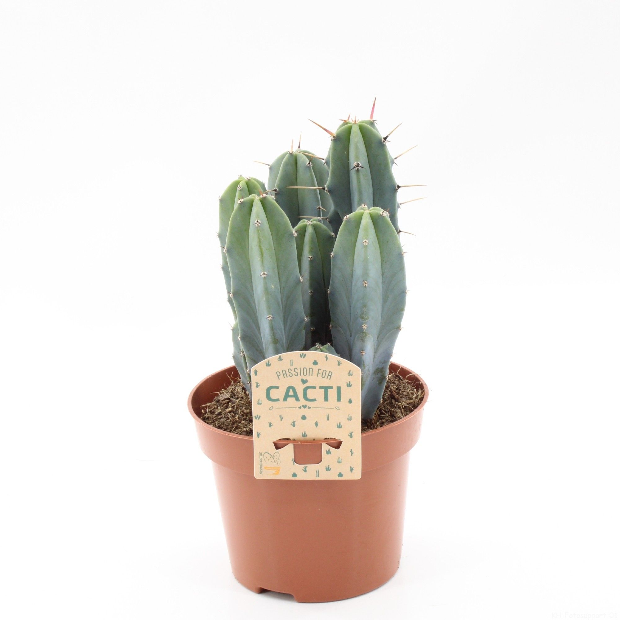 Myrtillocactus geometrizans, D 12