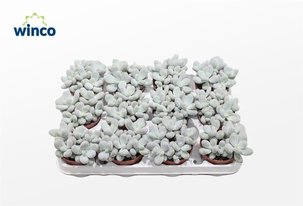 Pachyphytum Oviferum, D 8,5