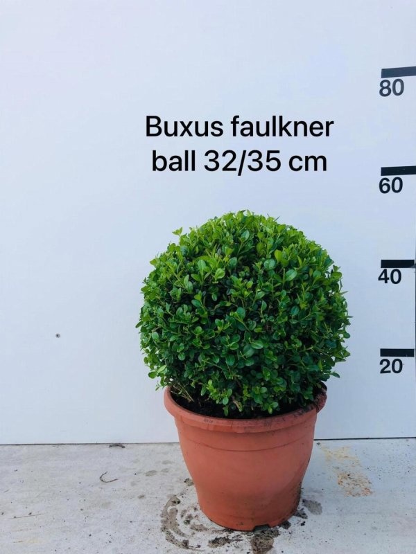 Buxus micr. 'Faulkner', bol, D 26