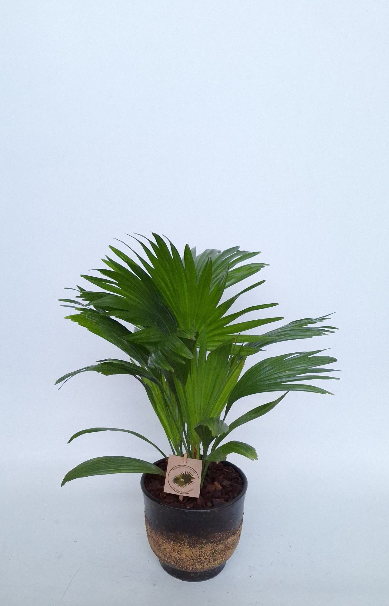 Livistona in Pot Aico brown D17, D 17