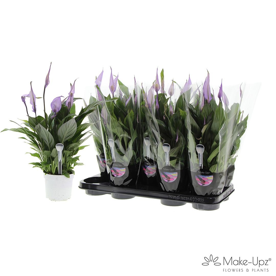 Spathiphyllum 13 cm Bellini Make Upz paars, D 13