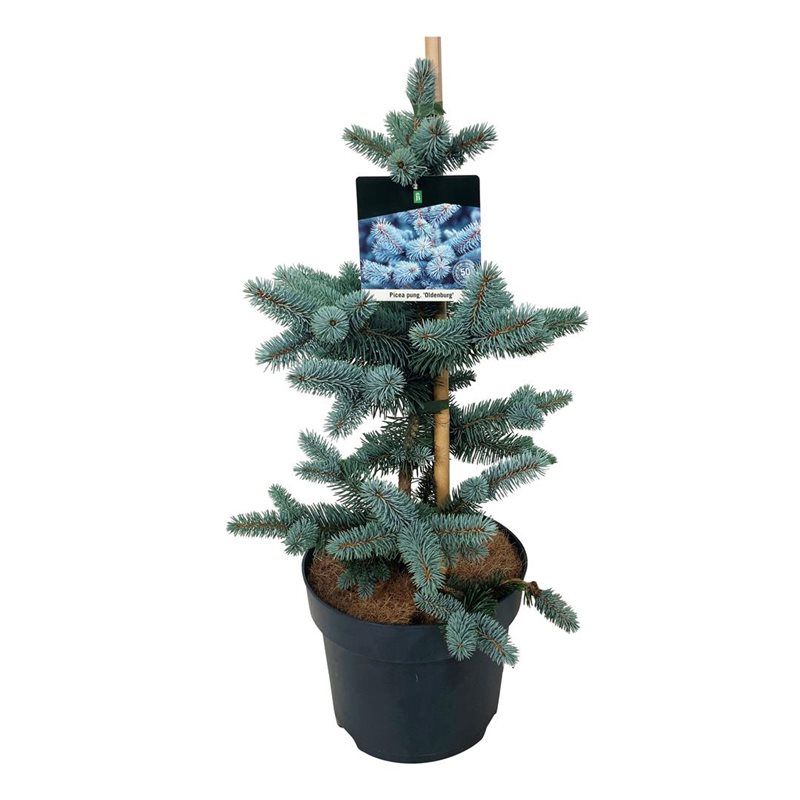 Picea pung. 'Oldenburg', D 26