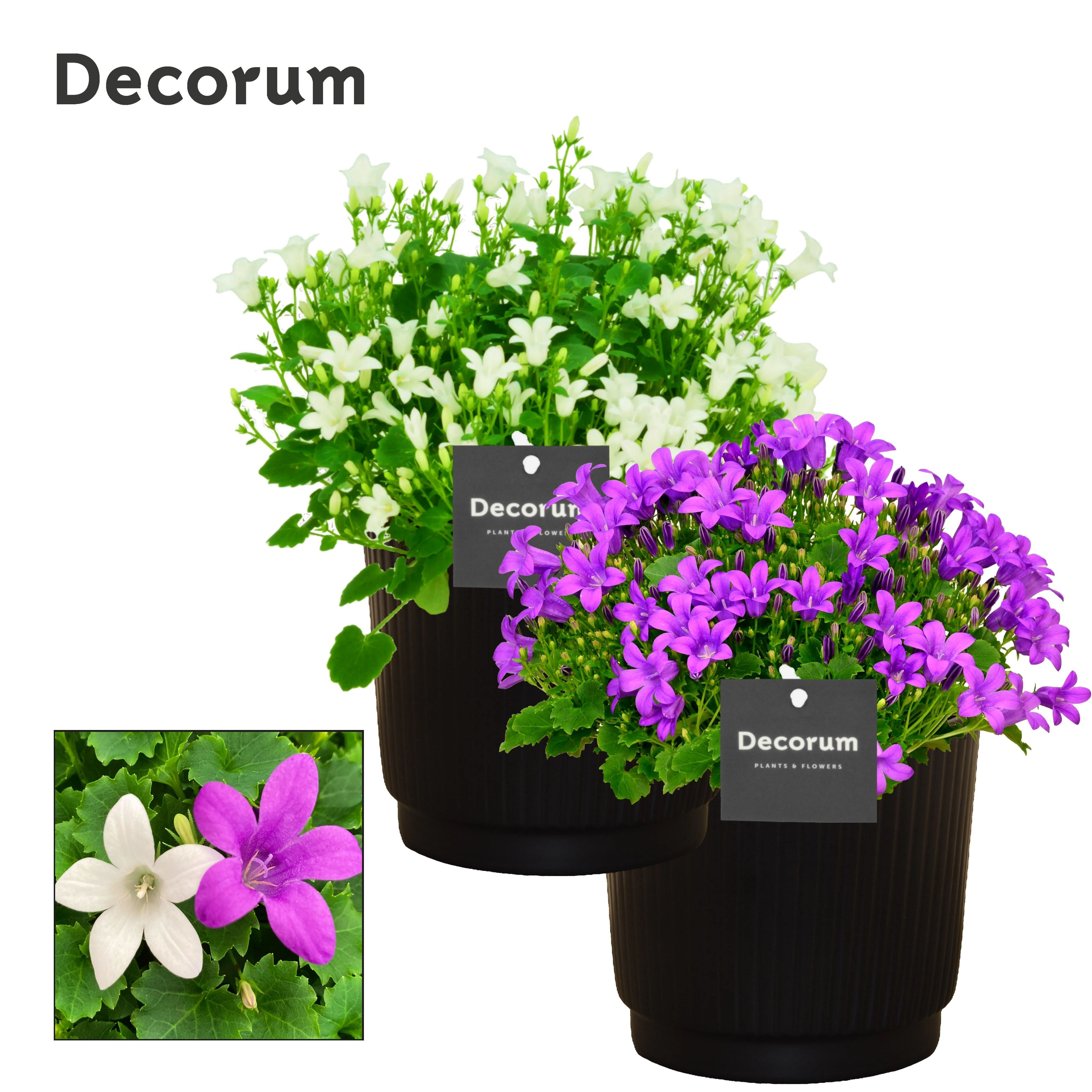 Campanula Porto mix2 in Liv Decorum, D 14