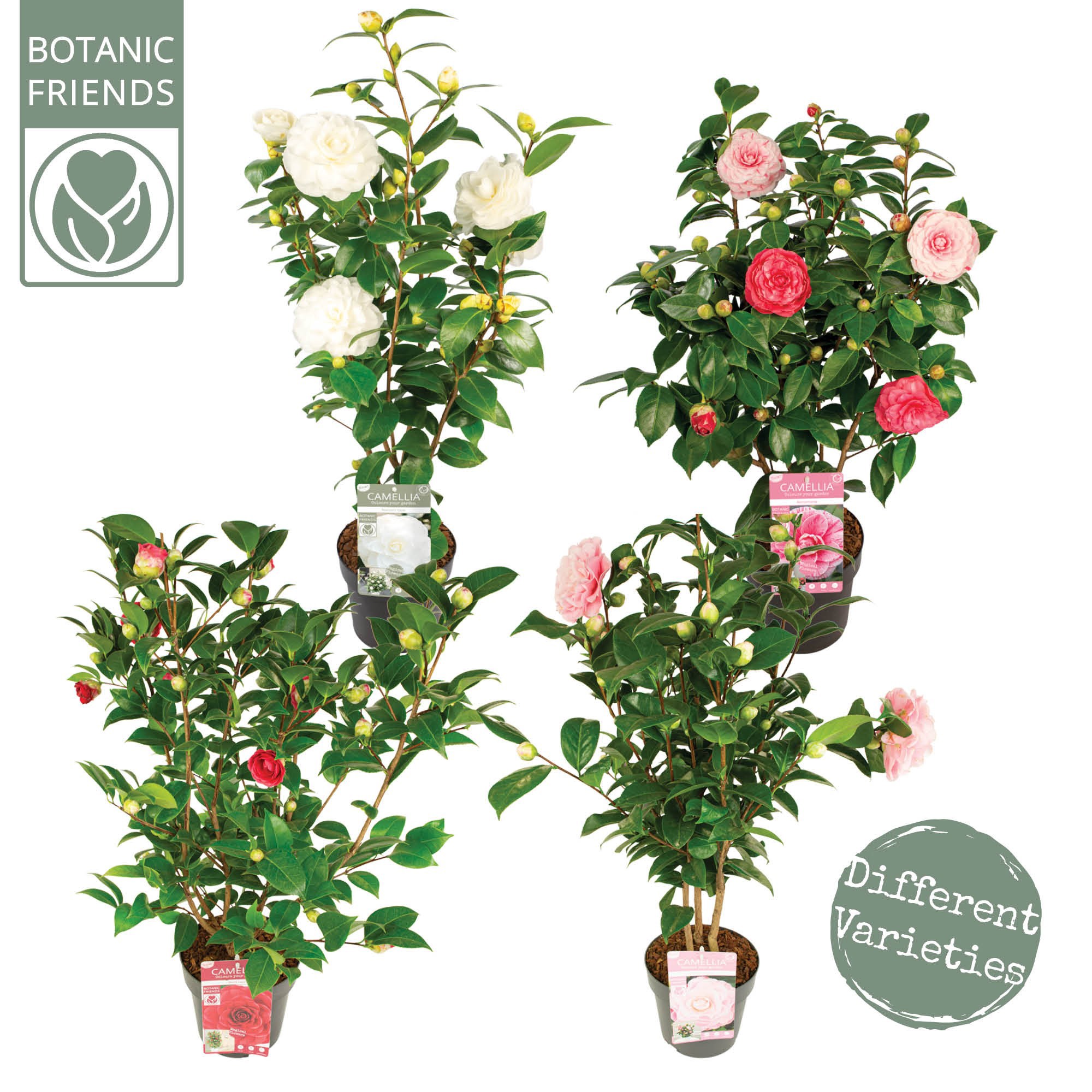 Camellia jap. Diverse mix Premium, D 19