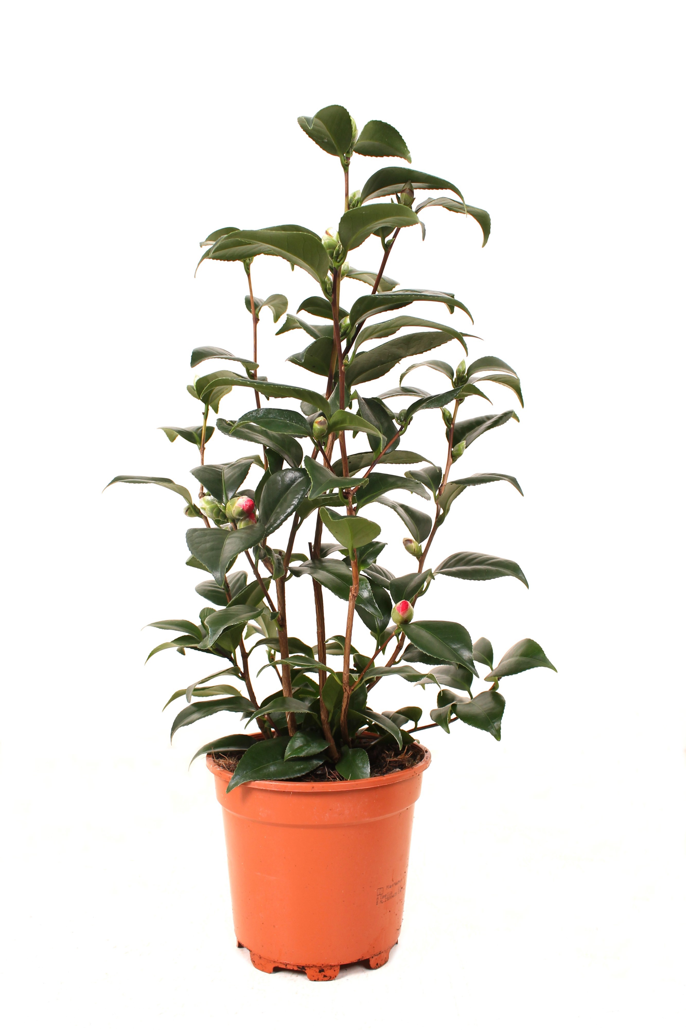 Camellia Japonica P17 25+ knoppen, D 17